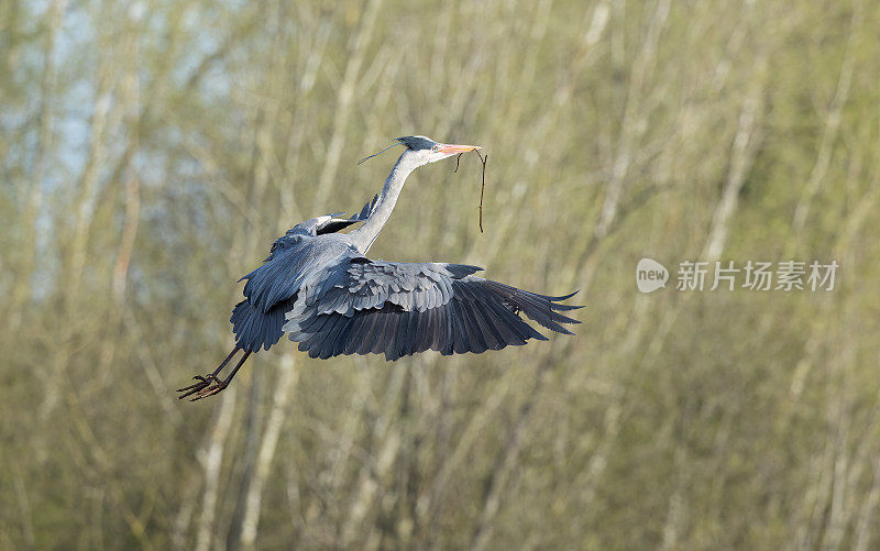 灰鹭(Ardea Cinerea)飞过来在树上筑巢